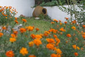 Giardino di Mirtillo Apartments
