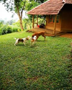 two dogs standing in the grass in front of a house at Pepper Hills Cottages in Ella