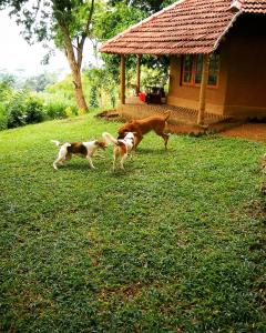 dos perros parados en el césped frente a una casa en Pepper Hills Cottages, en Ella