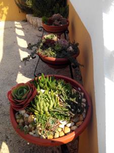 a group of pots filled with plants on a wall at Vivenda Familia Pedro in Vila do Bispo
