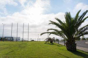 a palm tree in a field next to a street at Beach House Ericeira in Ericeira