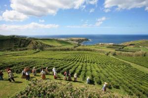 a group of people standing in a field of crops at Aparthotel Barracuda in Ponta Delgada