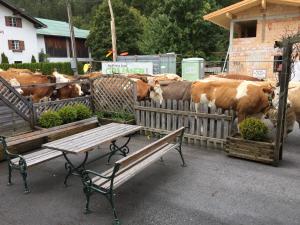 Zwierzęta w pensjonacie lub w pobliżu