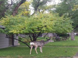 a deer standing in the grass next to a tree at Secret Cottage Yellowstone 1 bd 2 beds dtwn #1 in Cody