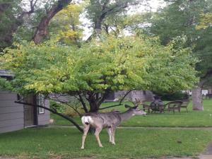 ein Hirsch im Gras neben einem Baum in der Unterkunft Secret Cottage Yellowstone 1 bd 2 beds dtwn #1 in Cody