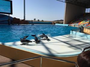 a group of three penguins in a swimming pool at Shinnishiki Hotel in Shirahama