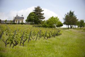 a field of vines with a house in the background at Domaine de la Soucherie - Chambres d'hôtes in Beaulieu-sur-Layon