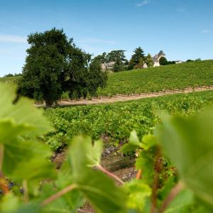 a field of vines with trees in the foreground at Domaine de la Soucherie - Chambres d'hôtes in Beaulieu-sur-Layon