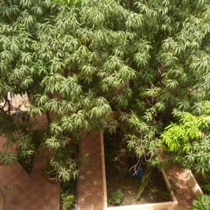 an aerial view of a mango tree at La Venise Malienne in Bamako