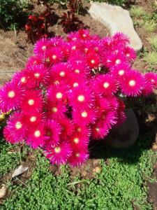 a bunch of pink flowers sitting on the ground at Reggies bed & breakfast in Polokwane