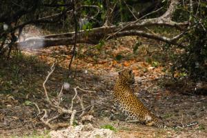 a cheetah sitting on the ground in the woods at The Spice Trail in Arugam Bay