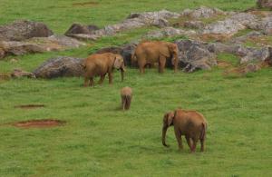 a group of elephants standing in a field at Hotel La Alfonsina in Santibáñez de Villacarriedo