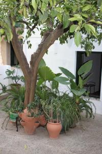 イゲラ・デ・ラ・シエラにあるLas Jimenasの鉢植えの植物群