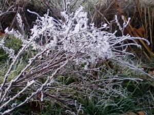 a plant with snow on its branches at Hospedería Prepirineo in Undués-Pintano