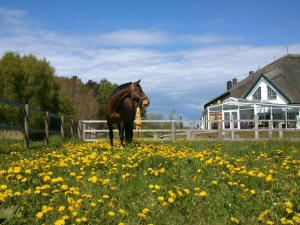 a brown horse standing in a field of flowers at Friesenhof Hotel-Restaurant-Reitanlage in Trassenheide