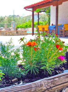 A garden outside Pagaseon Rooms and Apartments