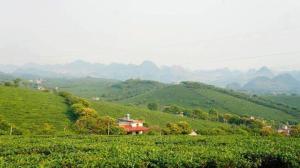 une maison sur le côté d'une colline verdoyante dans l'établissement Homestay Moc Chau, à Mộc Châu