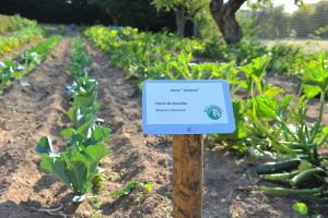Um jardim em Hotel Lusitania Congress & Spa