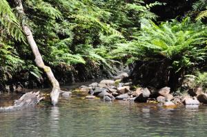 a group of birds in the water in a jungle at The Jungle Stays in Millaa Millaa