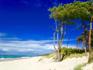 a beach with trees on the sand and the ocean at Haus auf der alten Düne 2 in Prerow
