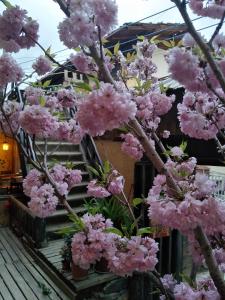 香格里拉天依阁客栈外面的花园