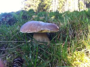 Fotografie z fotogalerie ubytování BnB chezlise v destinaci Urnäsch