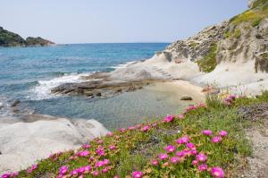 a beach with a bunch of flowers on it at Hotel Gallo Nero in SantʼAndrea