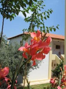 a red flower in front of a building at Hotel Heleni Apartments in Ancient Epidauros