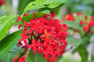 Zahrada ubytování Sigiriya Amenity Home Stay