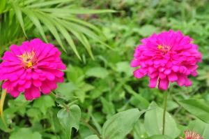 Zahrada ubytování Sigiriya Amenity Home Stay
