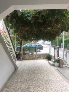 Zahrada ubytování Guest House Bajceta