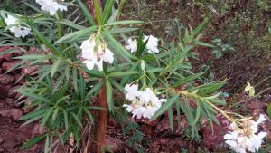 Giardino di Barve Homes