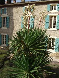 uma planta em frente a um edifício com janelas azuis em Domaine Saint Andrieu em Greffeil