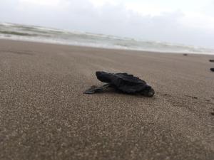una tortuga sentada en la arena en la playa en Eco Coco Loco by Rotamundos en Casitas