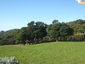 a green field with trees on a hill at Nga Puriri Bed and Breakfast in Hicks Bay