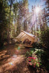 a tent in the woods with the sun shining through the trees at Cedar Haven Cabins and Resort in Clearwater