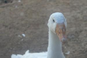 a close up of a white swan at Masseria Asciano in Ostuni