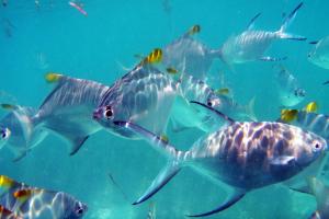 Altri animali domestici presso l'appartamento o nei dintorni