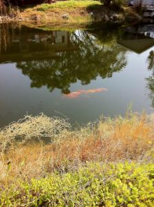 un estanque con reflejos de árboles en el agua en Everglades Chickee Cottage & Bungalow - Ochopee, en Ochopee