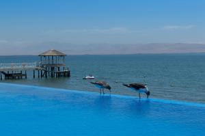 dos pájaros parados en el borde de una piscina cerca del océano en Apartamento Frente a Islas Ballestas, en Paracas