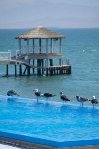 a group of birds standing on the edge of a swimming pool at Apartamento Frente a Islas Ballestas in Paracas