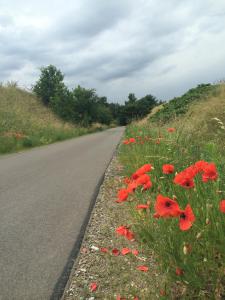 a field of red poppies on the side of a road at Ferienwohnung Felix in Templin