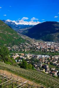 a view of a city from a hill with vines at Hotel Regina in Bolzano