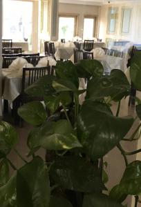 Εστιατόριο ή άλλο μέρος για φαγητό στο Hotel Royal Marshal