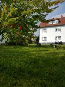 two ducks in a grassy field in front of a building at Pension Harleshausen in Kassel