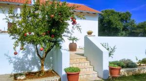 an apple tree in a garden next to a white wall at House Soni - 800 m from the sea in Rovinj