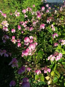 
a garden filled with lots of pink flowers at Fern Cottage in Dorchester
