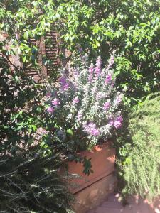 a large pot of purple flowers in a garden at Le Antiche Mura in Semproniano