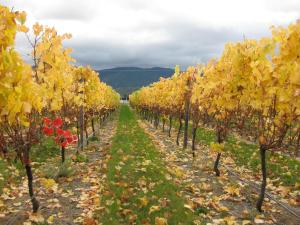 a row of yellow trees in a vineyard at Korohi Vineyard BnB in Blenheim