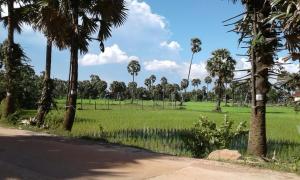 Phalla Riverside外面的花园